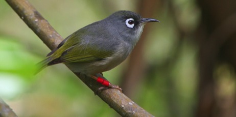 Olive White-eye